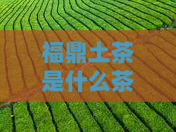 福鼎土茶是什么茶