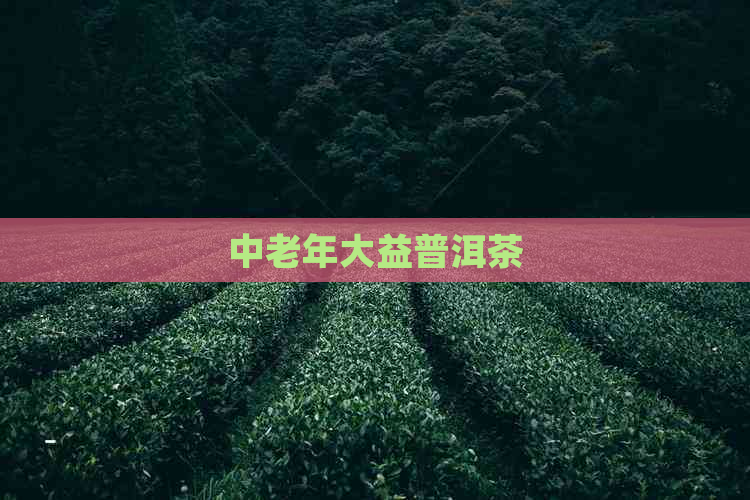 中老年大益普洱茶