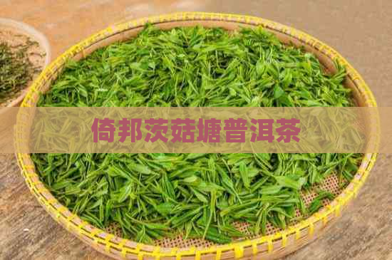 倚邦茨菇塘普洱茶