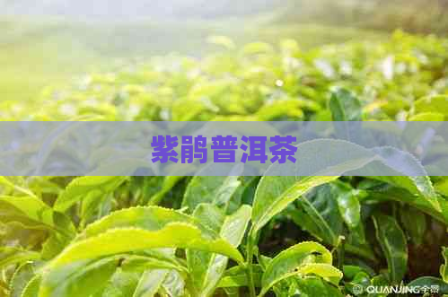 紫鹃普洱茶