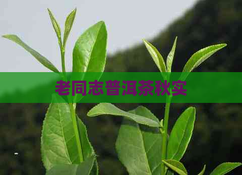 老同志普洱茶秋实