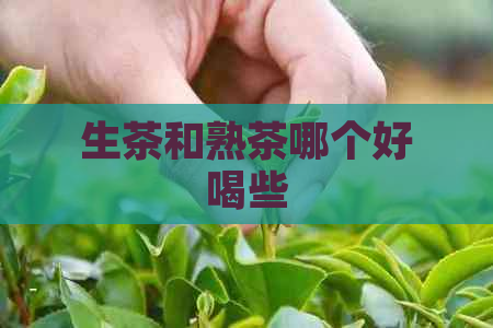 生茶和熟茶哪个好喝些