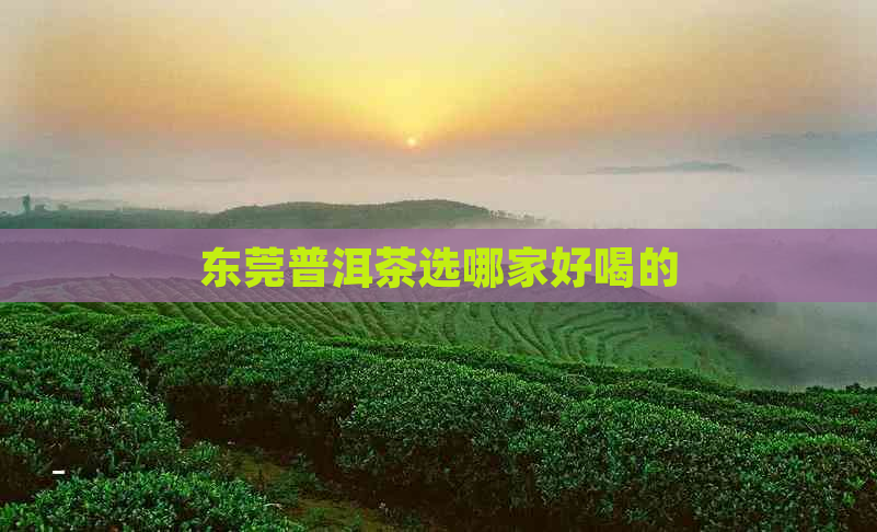 东莞普洱茶选哪家好喝的