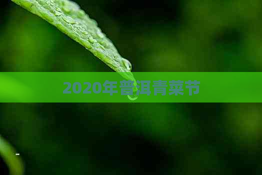 2020年普洱青菜节