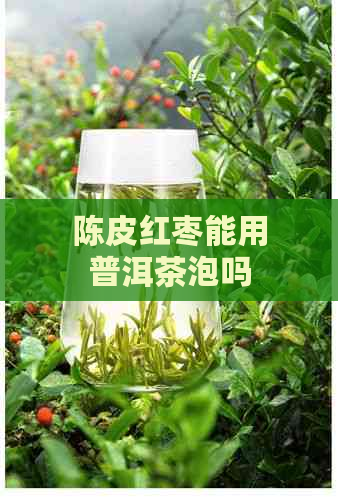 陈皮红枣能用普洱茶泡吗