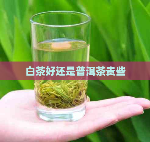 白茶好还是普洱茶贵些