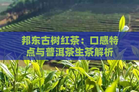 邦东古树红茶：口感特点与普洱茶生茶解析