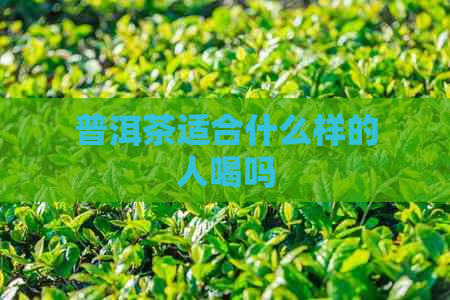 普洱茶适合什么样的人喝吗