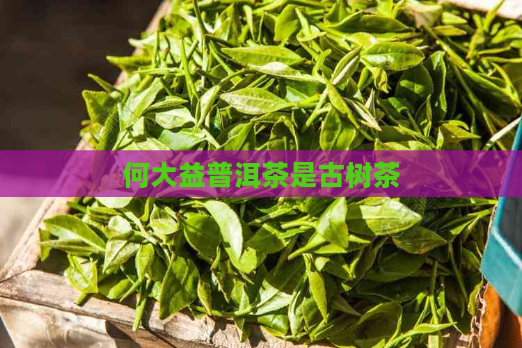 何大益普洱茶是古树茶