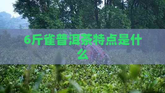 6斤雀普洱茶特点是什么