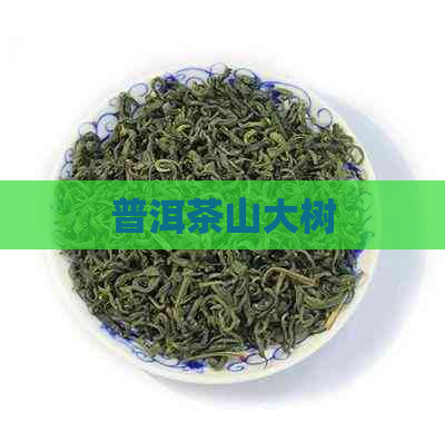 普洱茶山大树