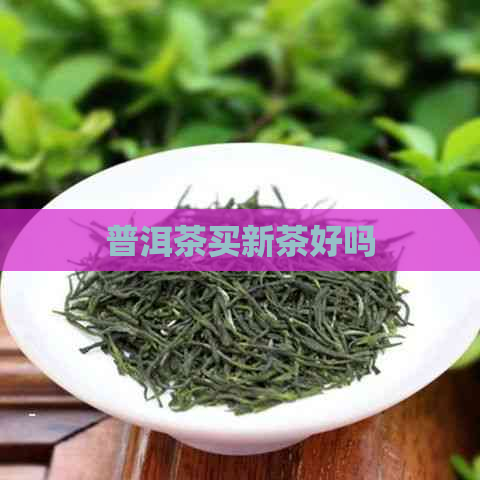 普洱茶买新茶好吗