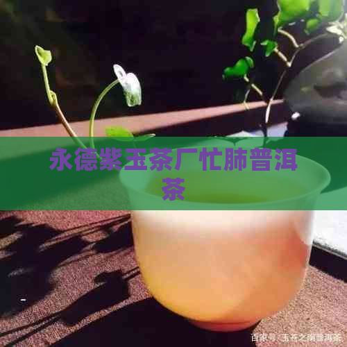 永德紫玉茶厂忙肺普洱茶