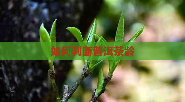 如何判断普洱茶龄