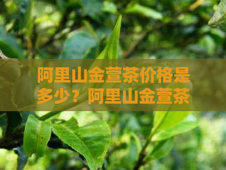 阿里山金萱茶价格是多少？阿里山金萱茶多少钱一盒？