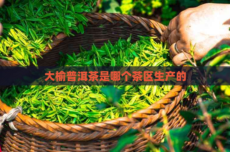 大榆普洱茶是哪个茶区生产的