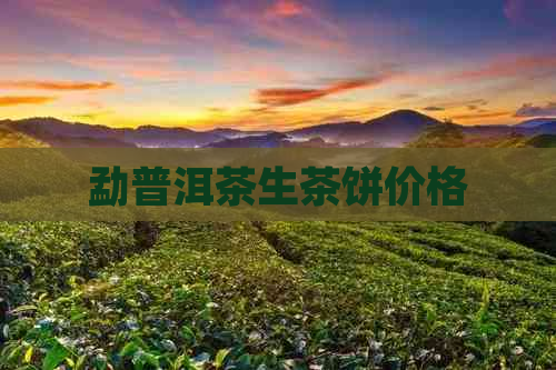 勐普洱茶生茶饼价格