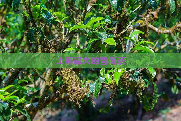 上海更大的普洱茶