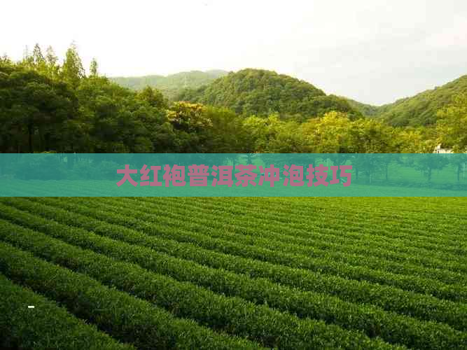 大红袍普洱茶冲泡技巧