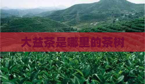 大益茶是哪里的茶树