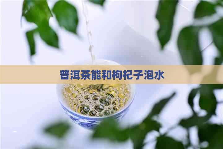 普洱茶能和枸杞子泡水