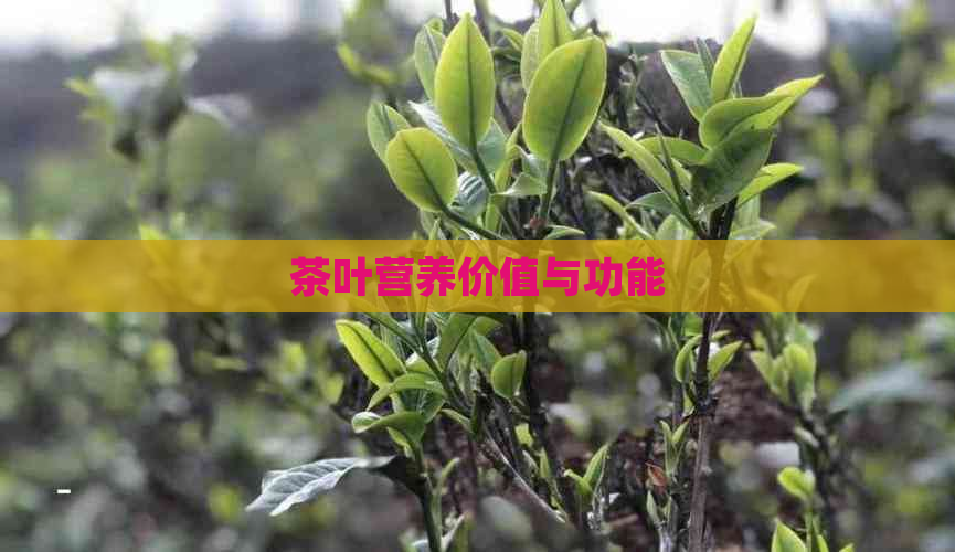 茶叶营养价值与功能