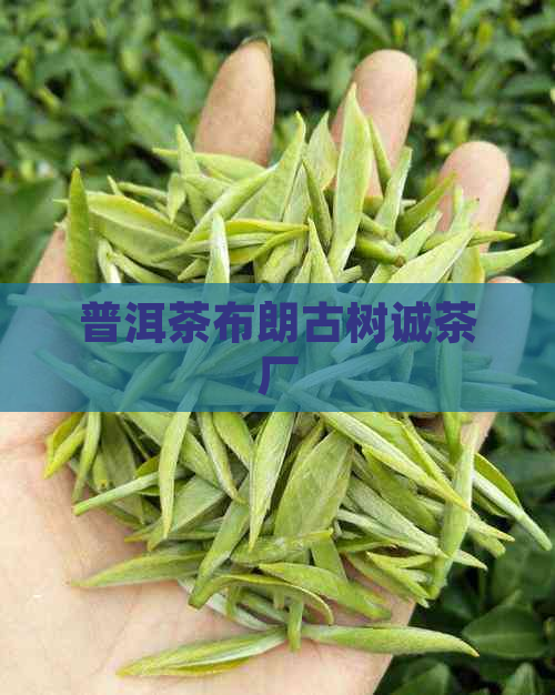 普洱茶布朗古树诚茶厂