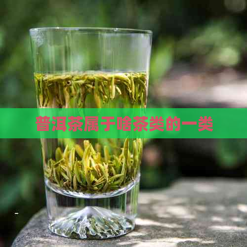 普洱茶属于啥茶类的一类