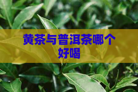 黄茶与普洱茶哪个好喝