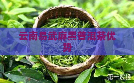 云南易武麻黑普洱茶优势