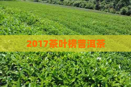 2017茶叶榜普洱茶