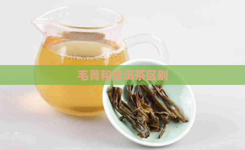 毛菁和普洱茶区别