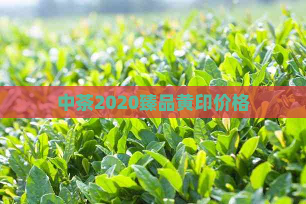 中茶2020臻品黄印价格