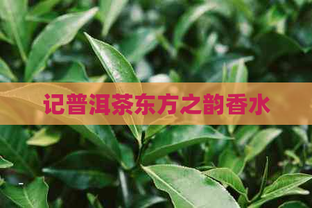 记普洱茶东方之韵香水