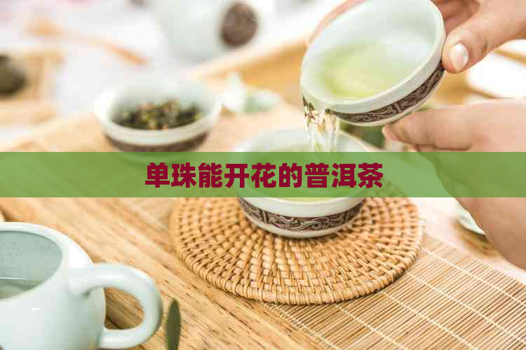 单珠能开花的普洱茶