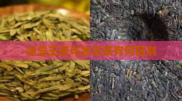 冰岛王茶与冰岛茶有何区别