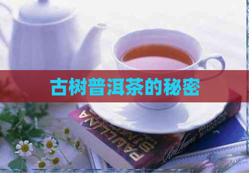 古树普洱茶的秘密