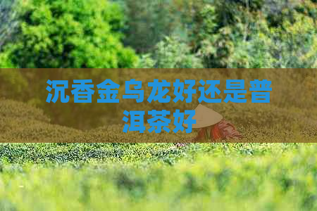 沉香金乌龙好还是普洱茶好