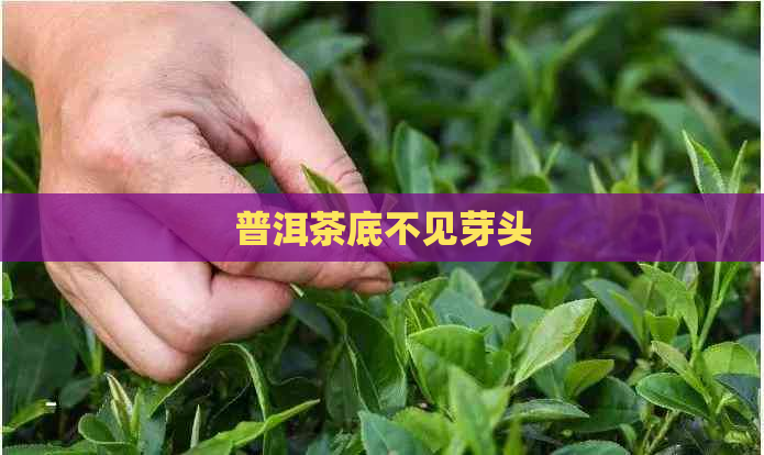 普洱茶底不见芽头