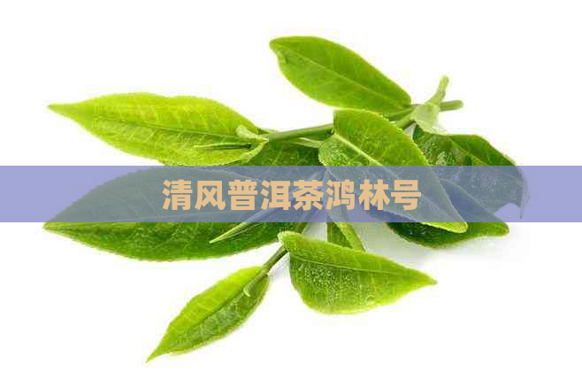 清风普洱茶鸿林号