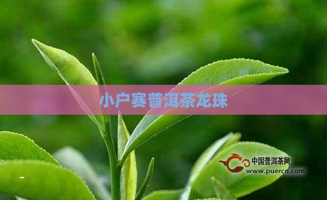 小户赛普洱茶龙珠