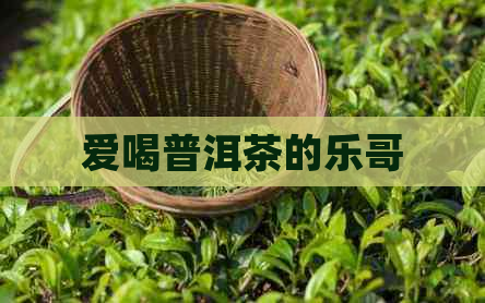 爱喝普洱茶的乐哥