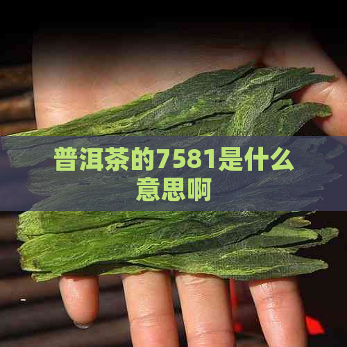 普洱茶的7581是什么意思啊