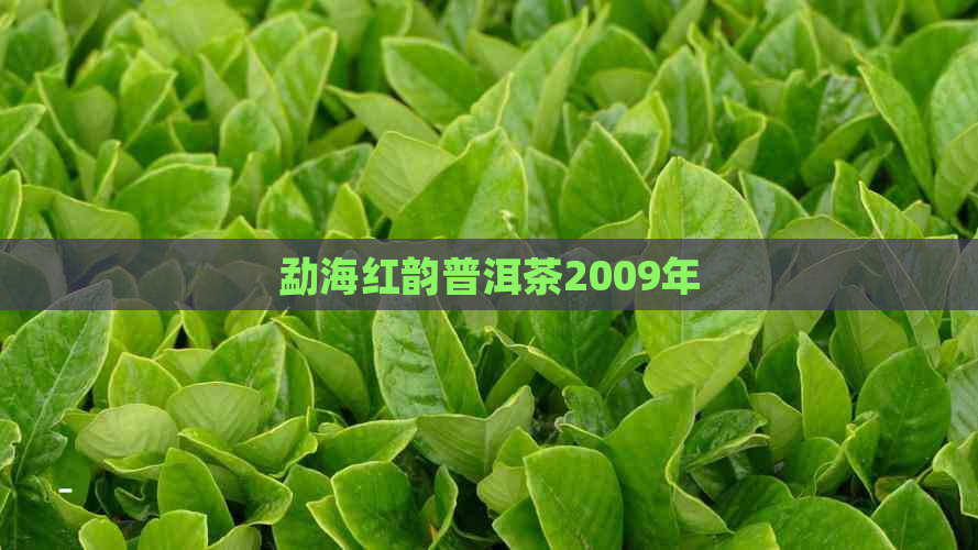 勐海红韵普洱茶2009年