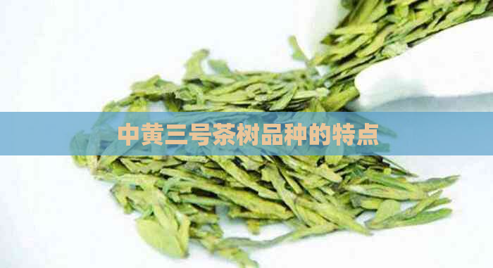 中黄三号茶树品种的特点