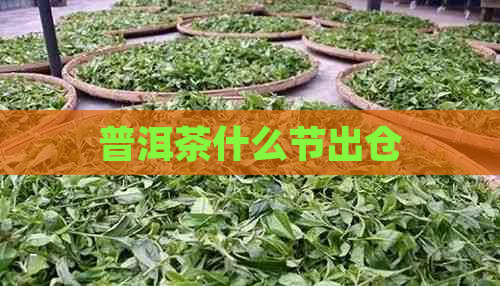 普洱茶什么节出仓