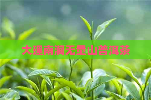 大理南涧无量山普洱茶