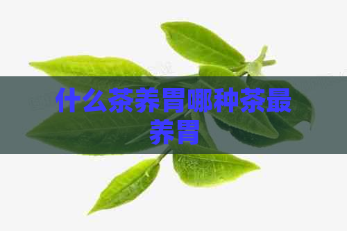 什么茶养胃哪种茶最养胃