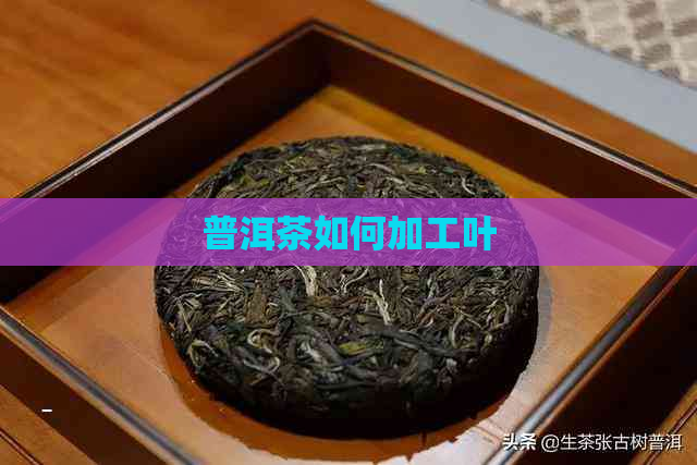 普洱茶如何加工叶