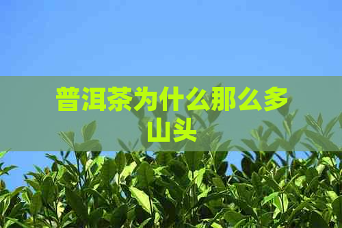 普洱茶为什么那么多山头